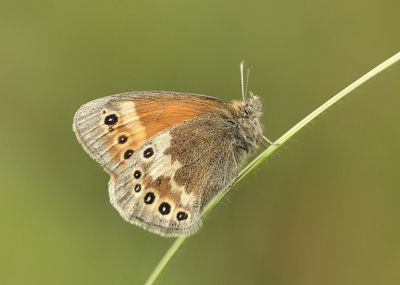 Large Heath Coenonympha tullia davus