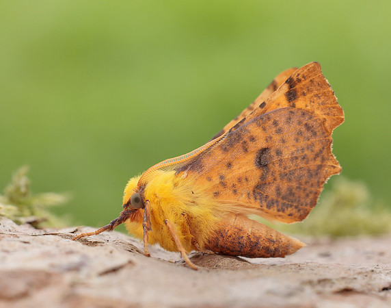 70.234 BF1913 Canary-shouldered Thorn Ennomos alniaria