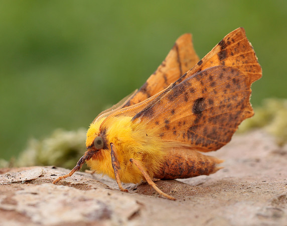 70.234 BF1913 Canary-shouldered Thorn Ennomos alniaria