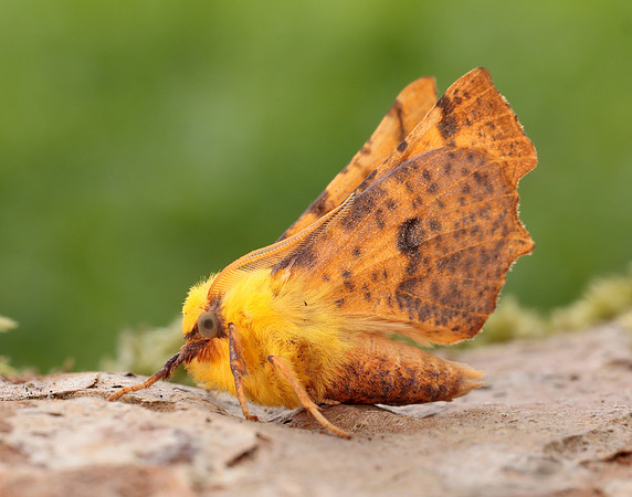 70.234 BF1913 Canary-shouldered Thorn Ennomos alniaria