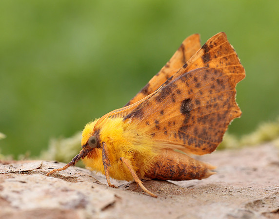 70.234 BF1913 Canary-shouldered Thorn Ennomos alniaria