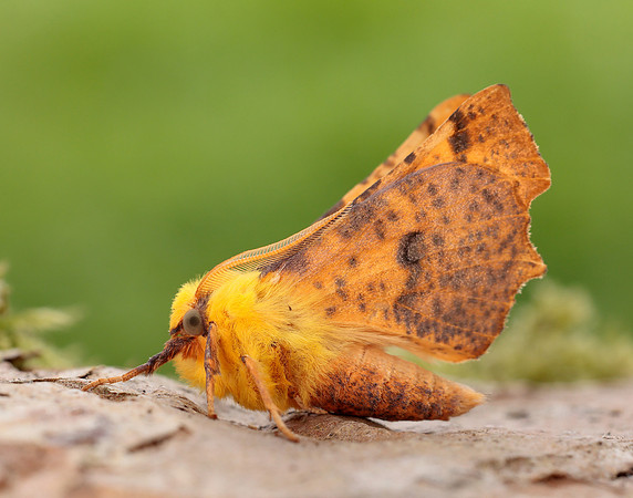 70.234 BF1913 Canary-shouldered Thorn Ennomos alniaria