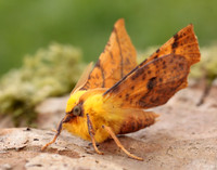 70.234 BF1913 Canary-shouldered Thorn Ennomos alniaria
