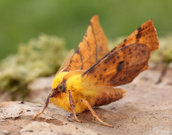 70.234 BF1913 Canary-shouldered Thorn Ennomos alniaria