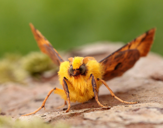 70.234 BF1913 Canary-shouldered Thorn Ennomos alniaria