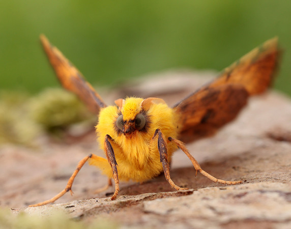 70.234 BF1913 Canary-shouldered Thorn Ennomos alniaria