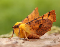 70.234 BF1913 Canary-shouldered Thorn Ennomos alniaria