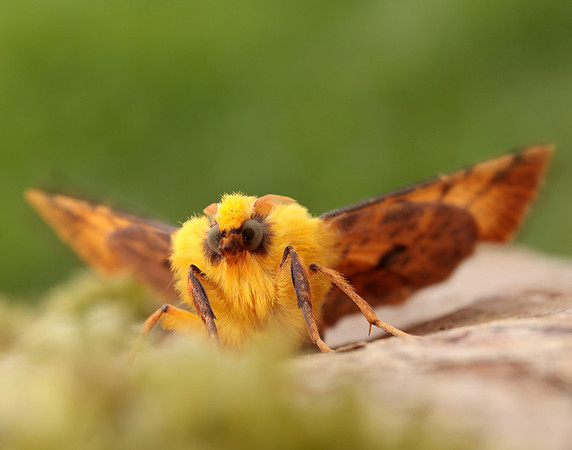 70.234 BF1913 Canary-shouldered Thorn Ennomos alniaria