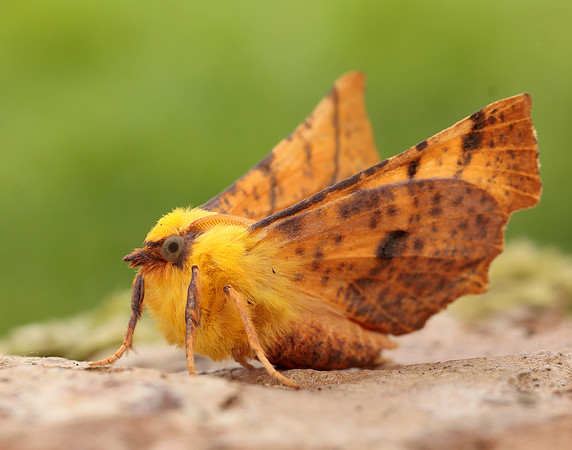 70.234 BF1913 Canary-shouldered Thorn Ennomos alniaria