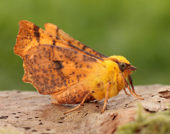 70.234 BF1913 Canary-shouldered Thorn Ennomos alniaria