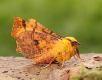 70.234 BF1913 Canary-shouldered Thorn Ennomos alniaria