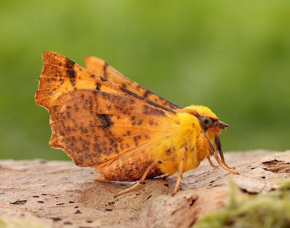 70.234 BF1913 Canary-shouldered Thorn Ennomos alniaria