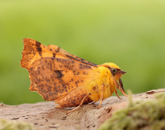 70.234 BF1913 Canary-shouldered Thorn Ennomos alniaria