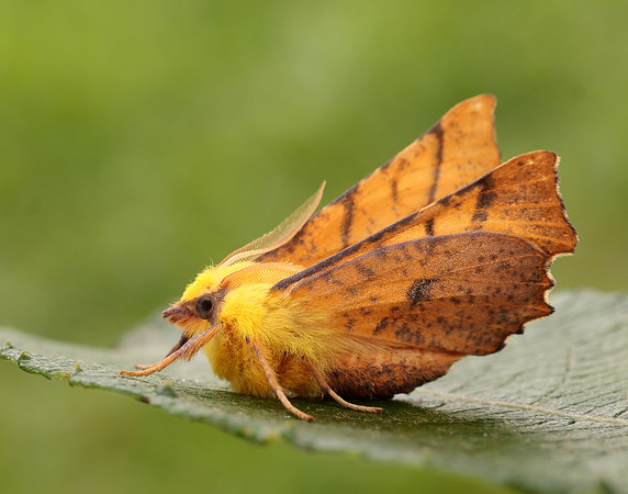 70.234 BF1913 Canary-shouldered Thorn Ennomos alniaria
