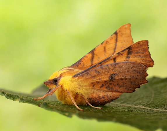 70.234 BF1913 Canary-shouldered Thorn Ennomos alniaria