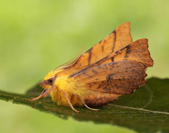 70.234 BF1913 Canary-shouldered Thorn Ennomos alniaria