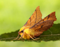 70.234 BF1913 Canary-shouldered Thorn Ennomos alniaria