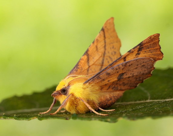 70.234 BF1913 Canary-shouldered Thorn Ennomos alniaria
