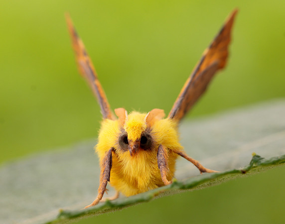 70.234 BF1913 Canary-shouldered Thorn Ennomos alniaria