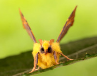 70.234 BF1913 Canary-shouldered Thorn Ennomos alniaria