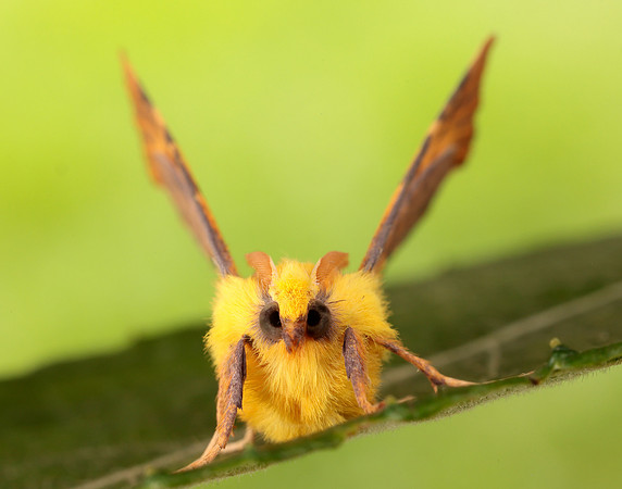 70.234 BF1913 Canary-shouldered Thorn Ennomos alniaria