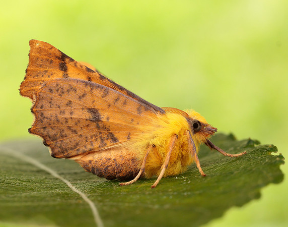 70.234 BF1913 Canary-shouldered Thorn Ennomos alniaria