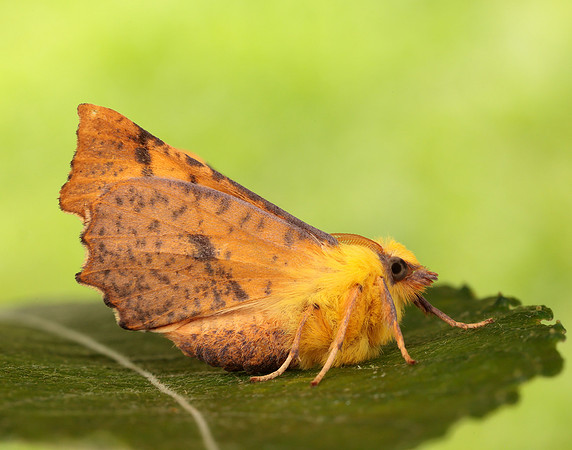70.234 BF1913 Canary-shouldered Thorn Ennomos alniaria