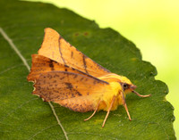 70.234 BF1913 Canary-shouldered Thorn Ennomos alniaria