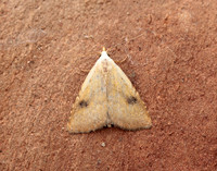72.002 BF2474 Straw Dot Rivula sericealis