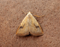 72.002 BF2474 Straw Dot Rivula sericealis