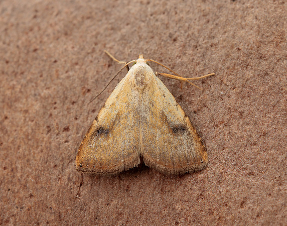 72.002 BF2474 Straw Dot Rivula sericealis