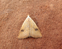 72.002 BF2474 Straw Dot Rivula sericealis
