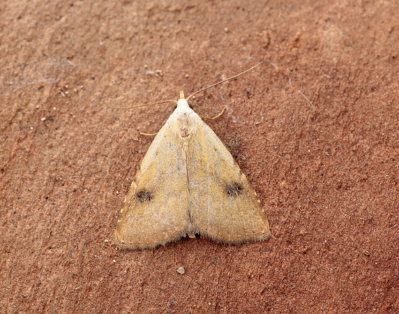 72.002 BF2474 Straw Dot Rivula sericealis