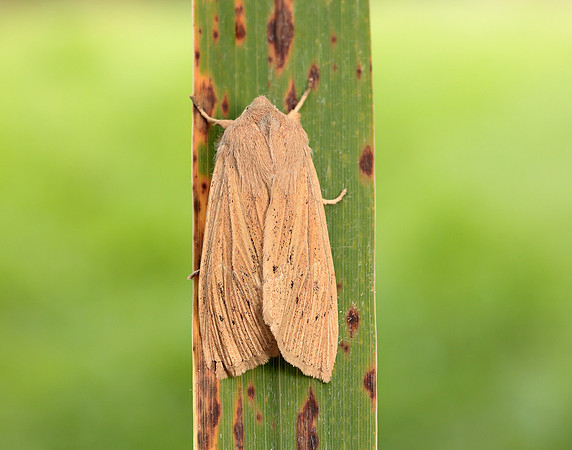 73.134 BF2375 Large Wainscot Rhizedra lutosa