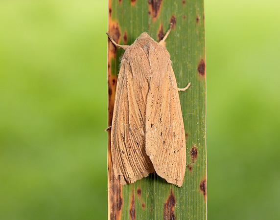 73.134 BF2375 Large Wainscot Rhizedra lutosa