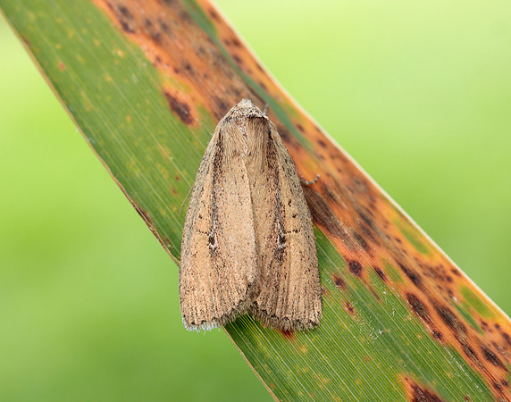 73.141 BF2371 Brown-veined Wainscot Archanara dissoluta