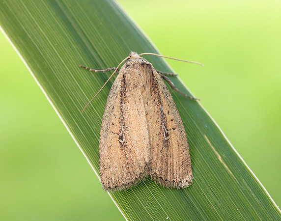 73.141 BF2371 Brown-veined Wainscot Archanara dissoluta