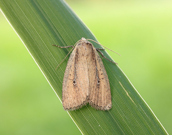 73.141 BF2371 Brown-veined Wainscot Archanara dissoluta