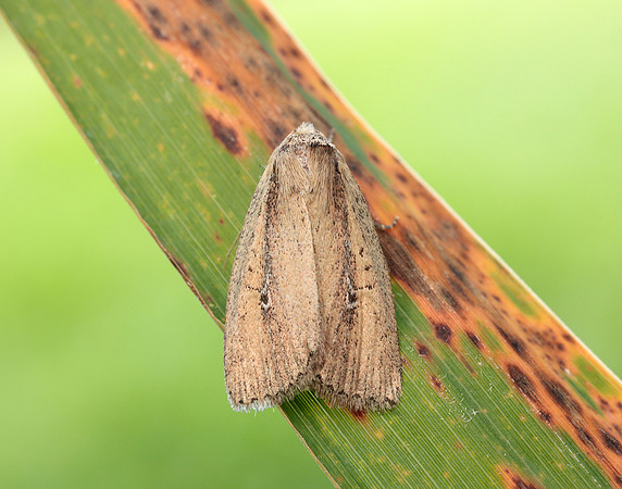 73.141 BF2371 Brown-veined Wainscot Archanara dissoluta