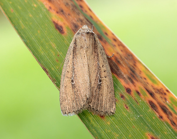 73.141 BF2371 Brown-veined Wainscot Archanara dissoluta