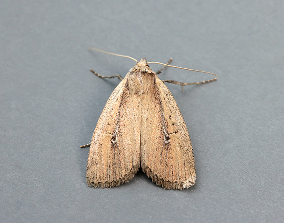 73.141 BF2371 Brown-veined Wainscot Archanara dissoluta