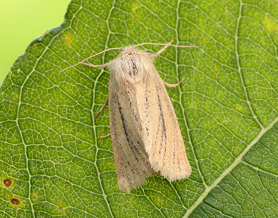 73.141 BF2371 Brown-veined Wainscot Archanara dissoluta