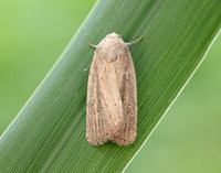 73.141 BF2371 Brown-veined Wainscot Archanara dissoluta