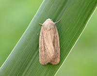 73.141 BF2371 Brown-veined Wainscot Archanara dissoluta