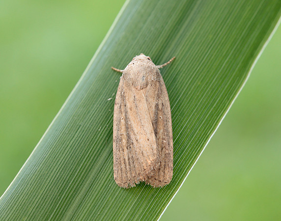 73.141 BF2371 Brown-veined Wainscot Archanara dissoluta