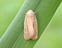 73.141 BF2371 Brown-veined Wainscot Archanara dissoluta