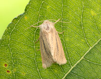 73.141 BF2371 Brown-veined Wainscot Archanara dissoluta