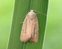 73.141 BF2371 Brown-veined Wainscot Archanara dissoluta