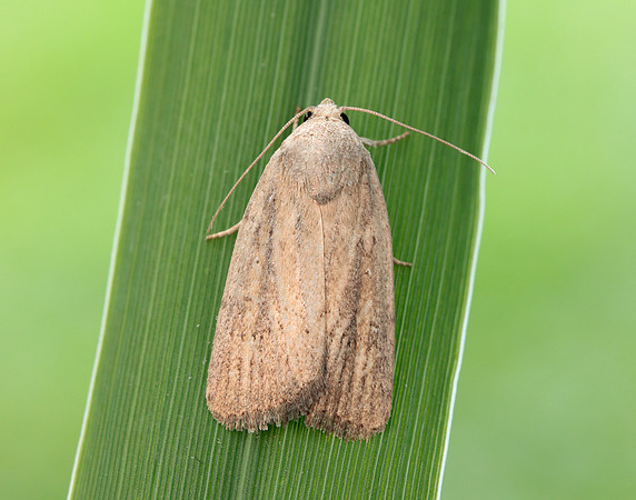 73.141 BF2371 Brown-veined Wainscot Archanara dissoluta