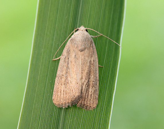 73.141 BF2371 Brown-veined Wainscot Archanara dissoluta
